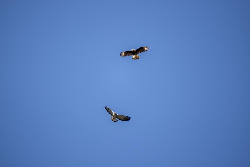 Free Image of Two birds soaring high in the clear blue sky 