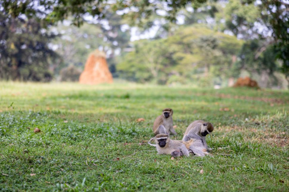 Free Image of Monkeys sitting on grass with trees in background 