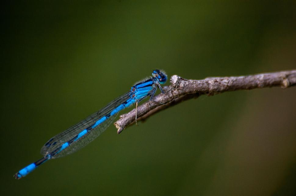 Free Image of Blue dragonfly perching on twig with blurred background 