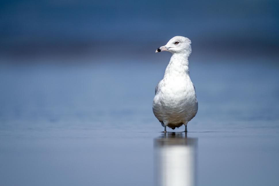 Free Image of Seagull standing on wet sand near ocean water 