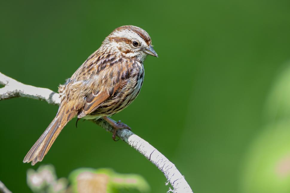 Free Image of Small bird perched on a branch against a green backdrop. 