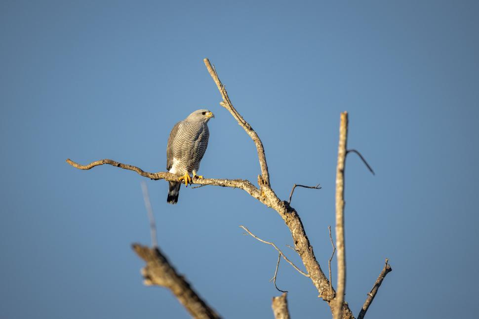 Free Image of Majestic grey bird on a bare branch against blue sky. 