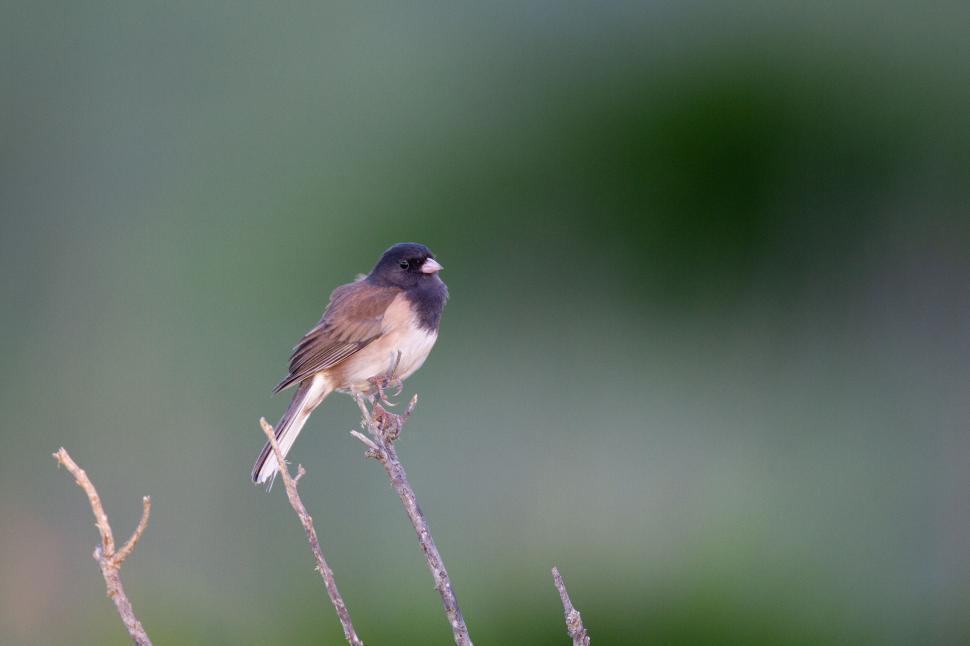 Free Image of Small bird rests on skinny, dried branch in natural habitat. 