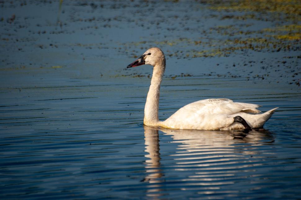 Free Image of White swan gracefully swimming on a serene lake 
