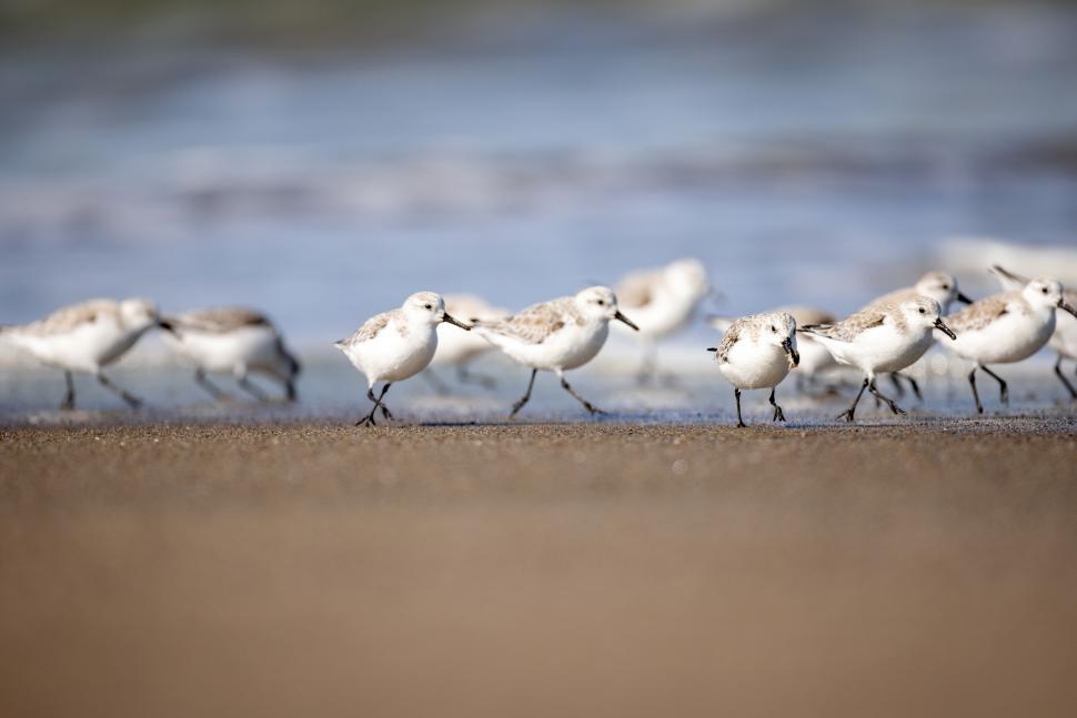 Free Image of Group of shorebirds foraging along a sandy coastline 