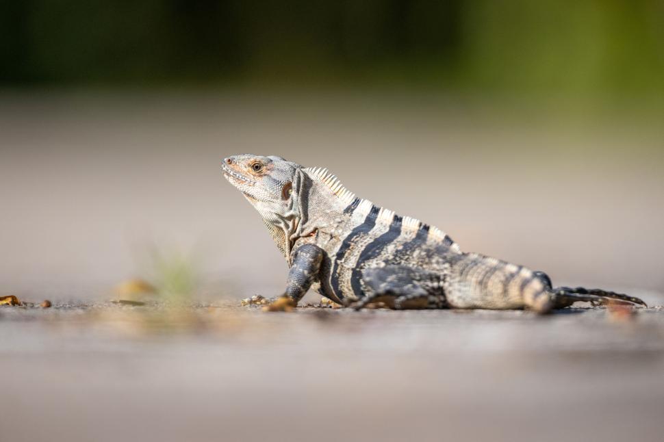 Free Image of Striped iguana basking on ground in natural setting 
