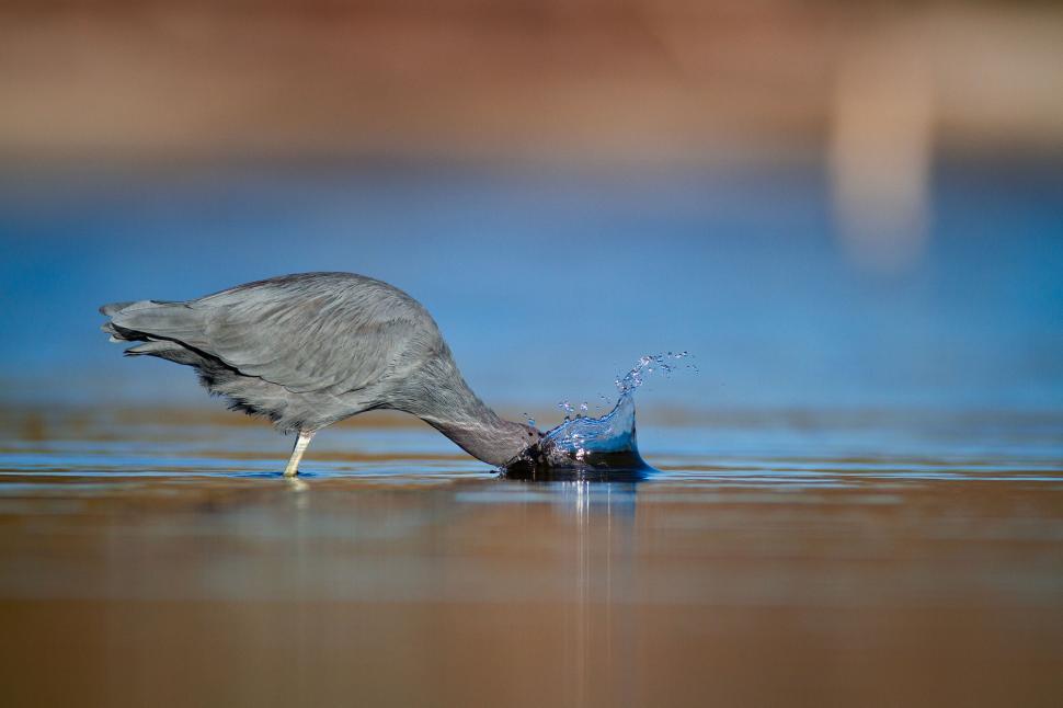 Free Image of Heron immersing head in water hunting for food 
