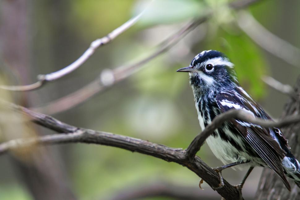 Free Image of Black and white bird perched on branch in the forest 