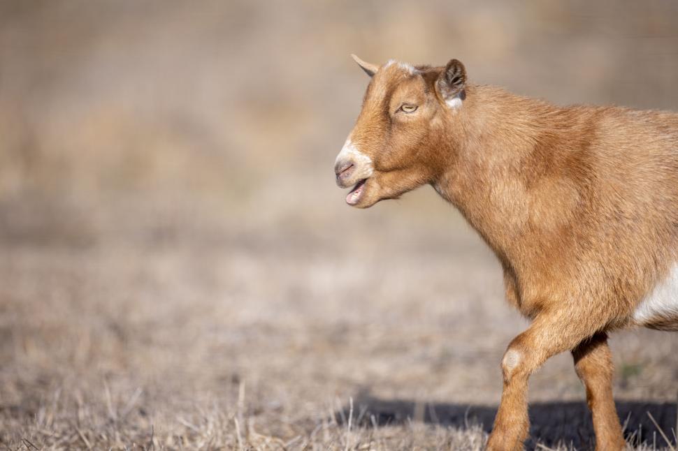 Free Image of Brown goat walking in an open field under bright sunlight 