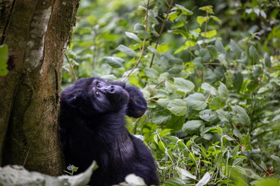 Free Image of Gorilla resting against tree with lush green foliage. 