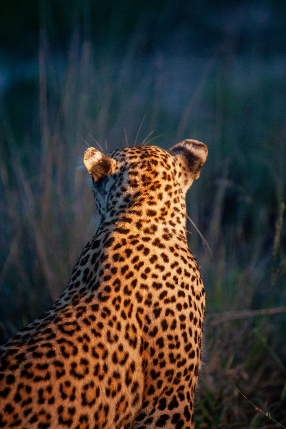 Free Image of Leopard with spotted fur facing away in grassy area. 