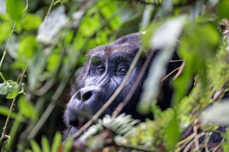 Free Image of Gorilla peering through dense foliage with focused look. 