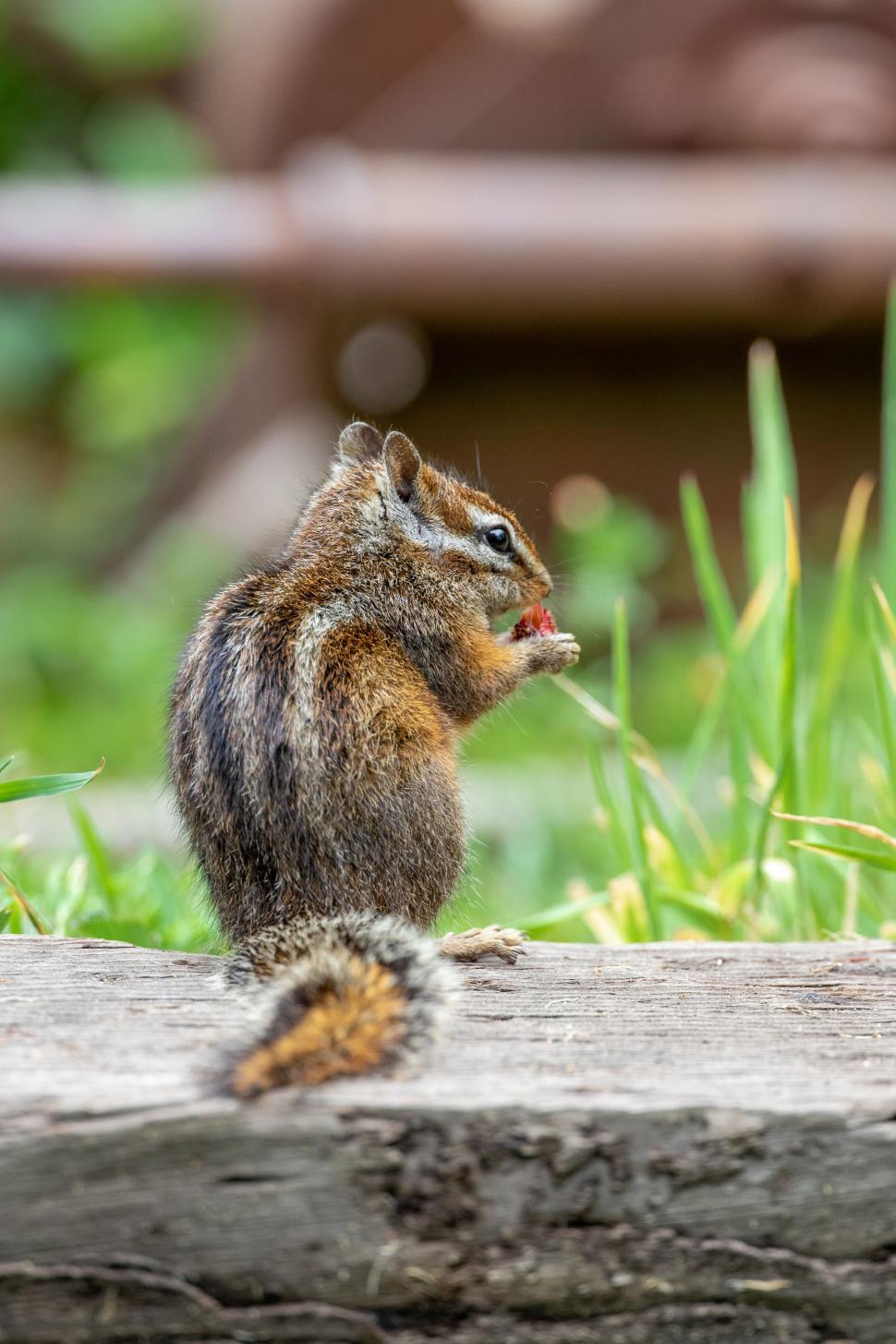 Free Image of Chipmunk sitting and eating on a wooden log in the grass 