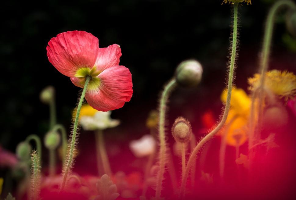 Free Image of Close-up of pink poppy flower in blooming garden scene. 