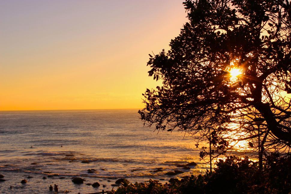 Free Image of Sunset at the beach with a tree in the foreground 