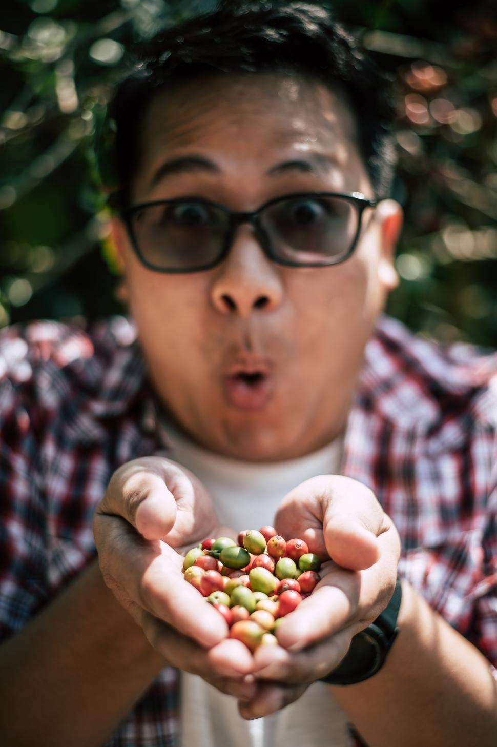 Free Image of Close-up of agriculturist hands holding arabica coffee berries in a coffee plantation. 
