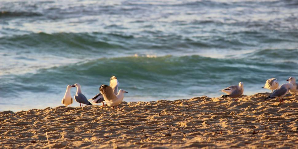 Free Image of Seagulls standing on sandy beach with ocean waves nearby 