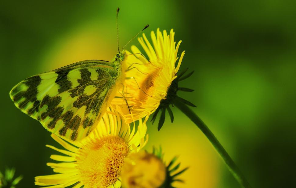 Free Image of Butterfly perched on a bright yellow sunny flower 