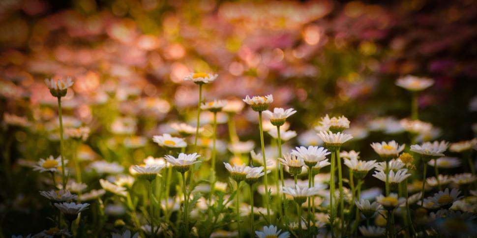 Free Image of Field of wildflowers bathed in warm sunlight, close-up view 
