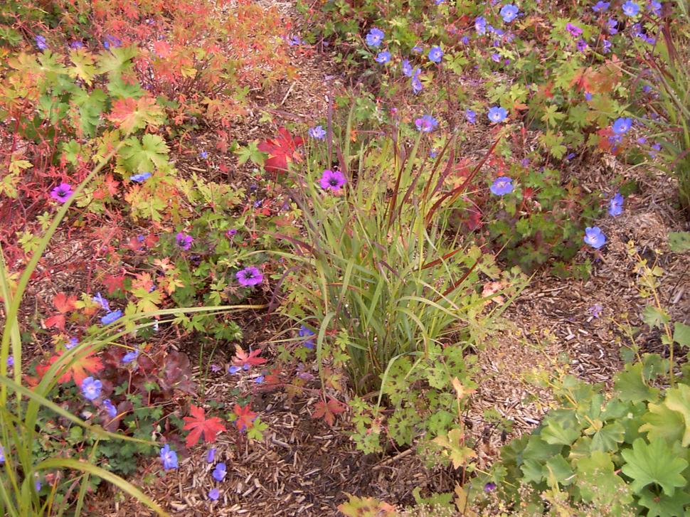 Free Image of Collection of various autumn flowers 