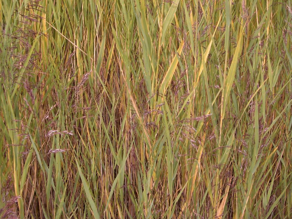 Free Image of Collection of various autumn flowers 
