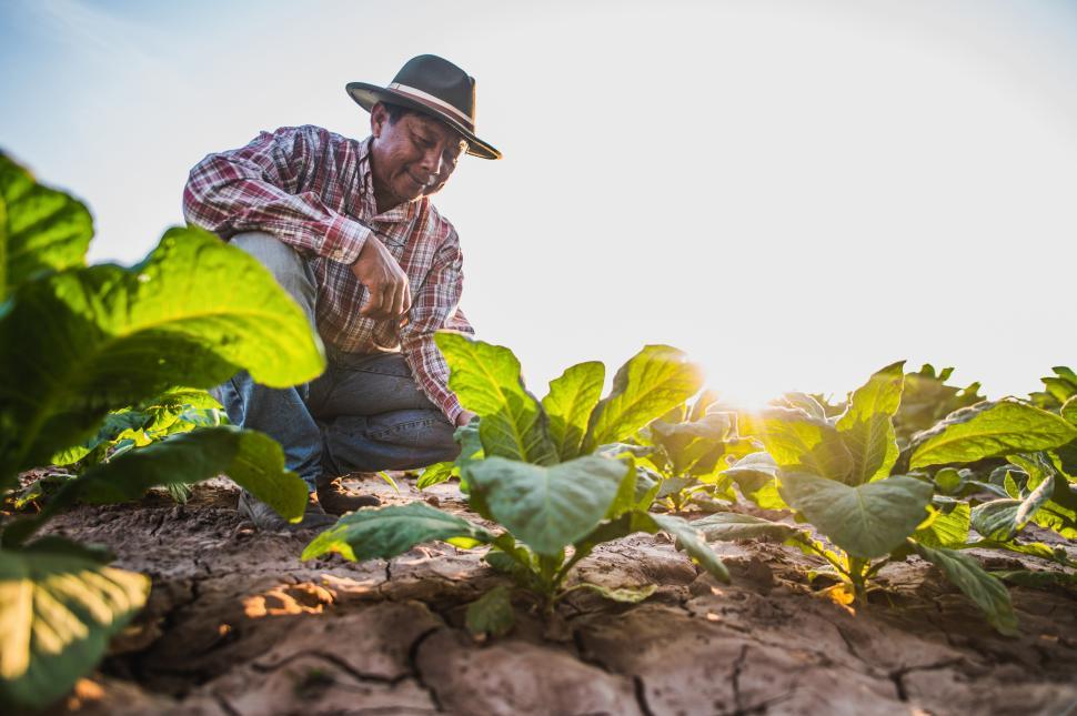 Free Image of Asian male farmer working on tobacco plantation 