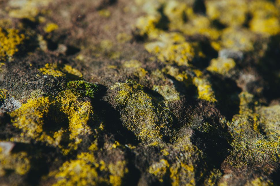 Free Image of Textured rock surface covered in green moss and lichen 