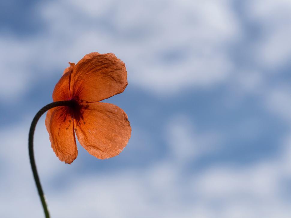 Free Image of Unique orange flower against a blue sky background 