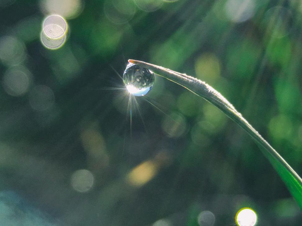 Free Image of Dew drop resting on green grass under sunlight 