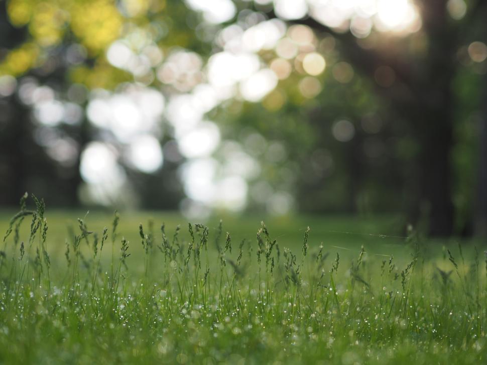 Free Image of Morning dew glistens on fresh green grass blades 