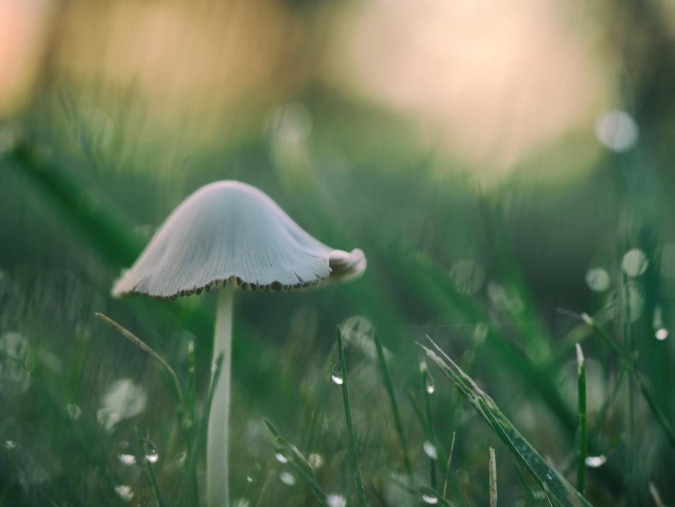 Free Image of Misty morning reveals a delicate white mushroom 