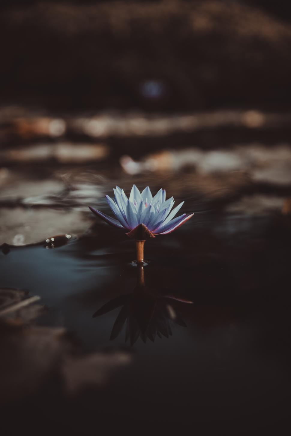 Free Image of Blue lotus flower blooming in serene water 
