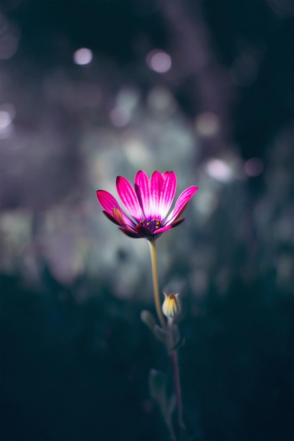 blooming tree spring-beautiful flowers desktop Preview | 10wallpaper.com, image size:970x1455