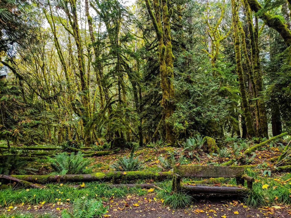 Free Image of Lush green forest with moss-covered trees at a tranquil park 