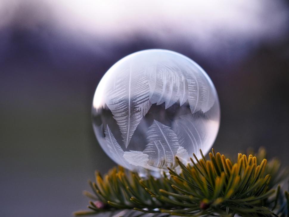 Free Image of Nature reflects in a crystal ball atop vibrant evergreen branches during dusk 