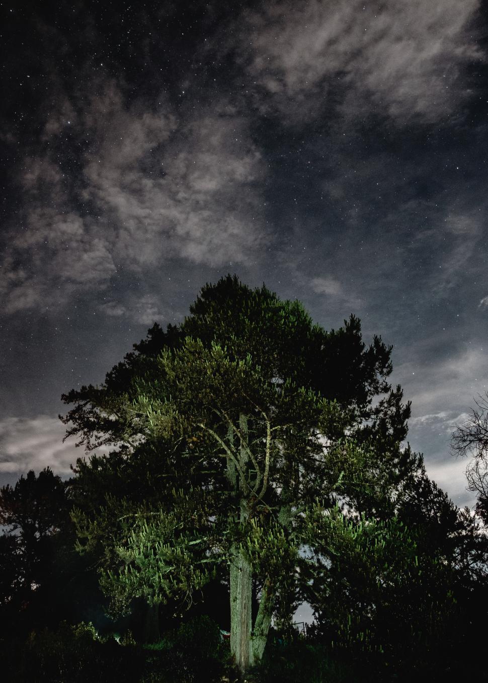 Free Image of Tree illuminated under starry night sky in tranquil setting 