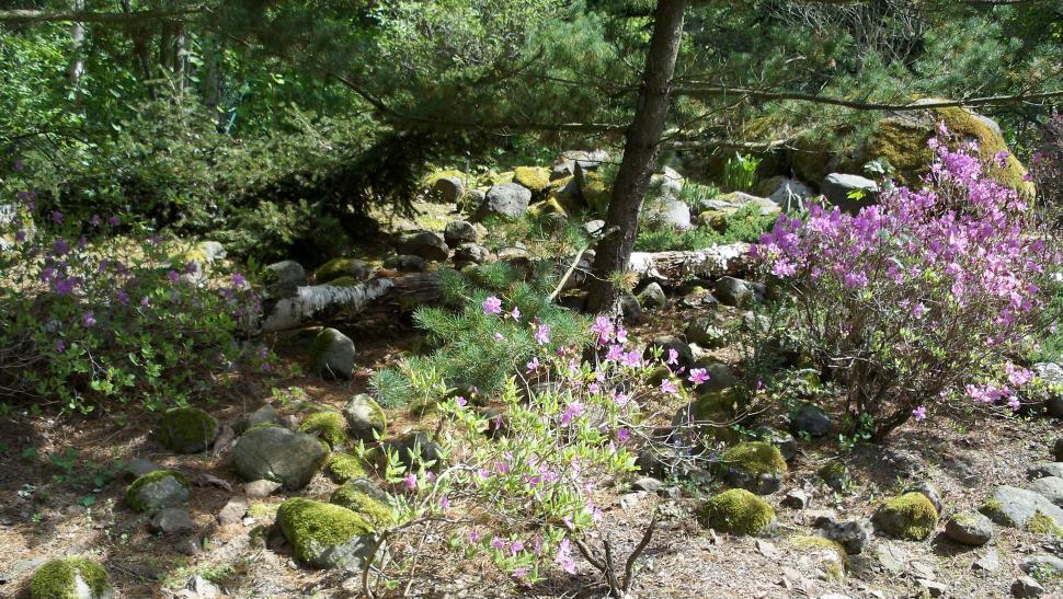 Free Image of Landscapes dominated by forest and rocks 