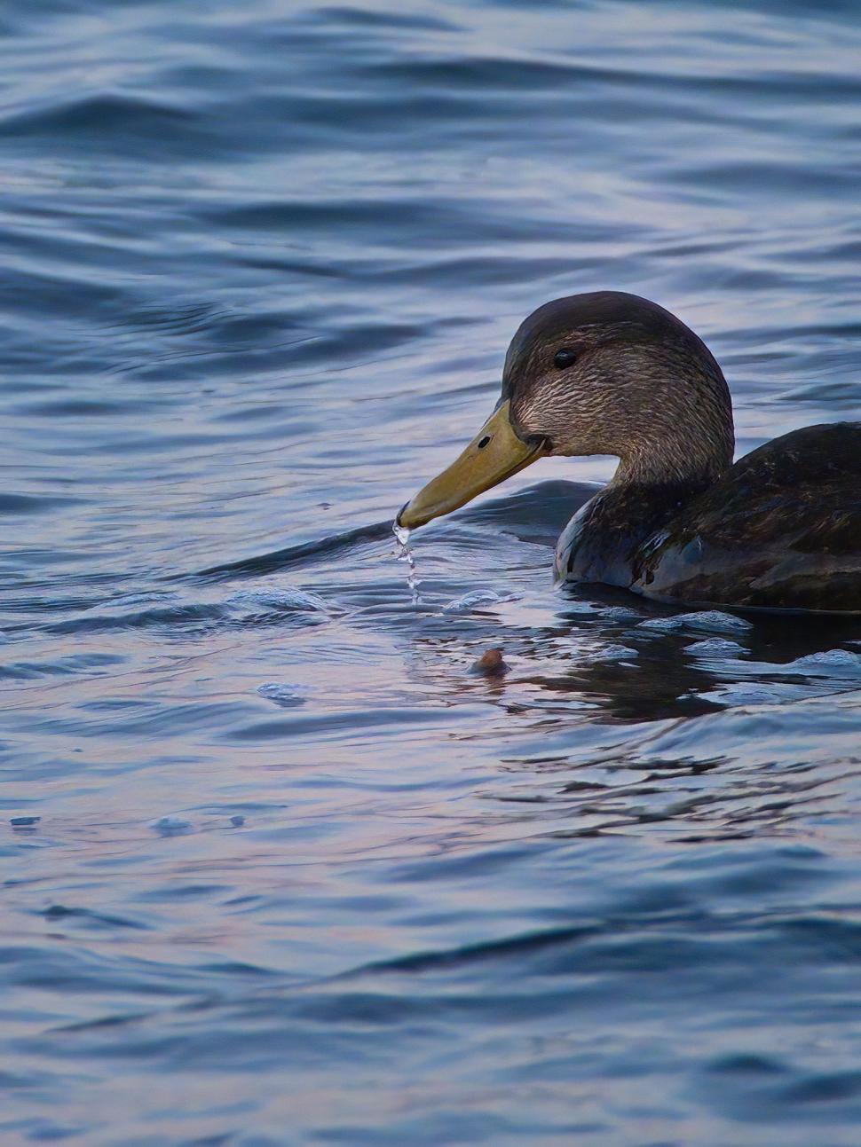 Free Image of Swimming duck creating ripples in calm water 