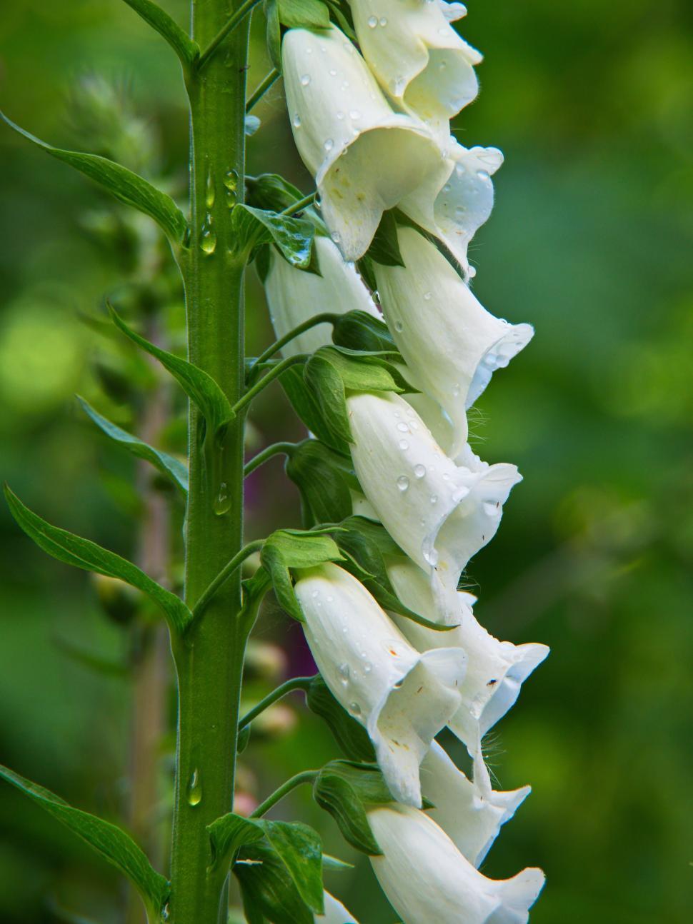 Free Image of White foxglove flowers with raindrops in a lush green garden setting 