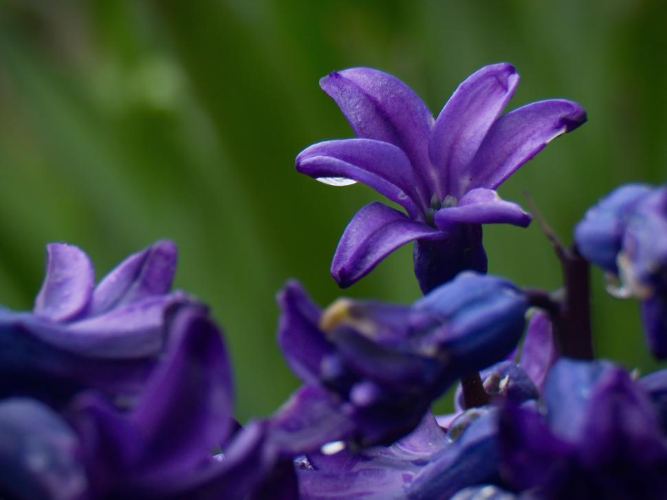 Free Image of Purple flowers blooming in a garden during spring 