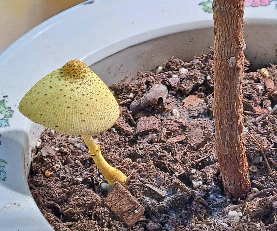 Free Image of Yellow Mushroom in Potted Plant 