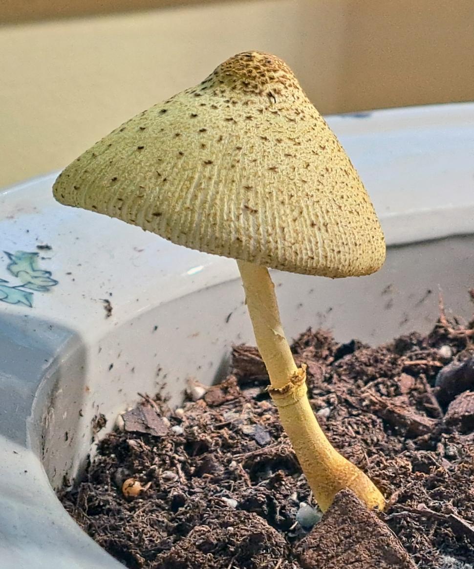 Free Image of Potted Plant Dapperling Gungus 
