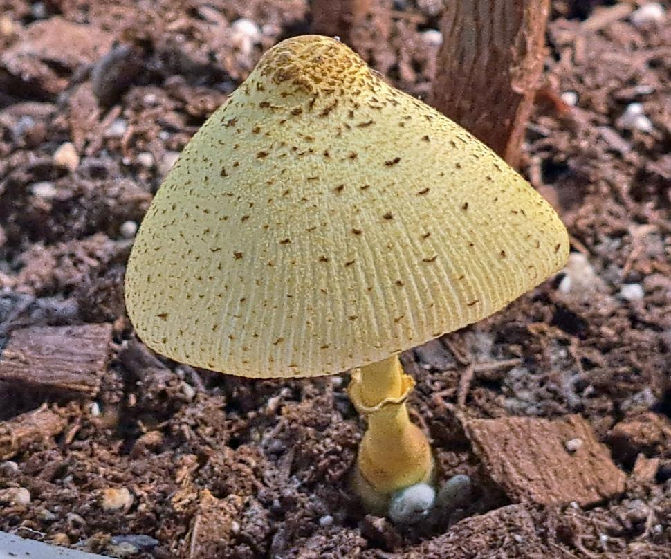 Free Image of Yellow Mushroom in Potted Plant 