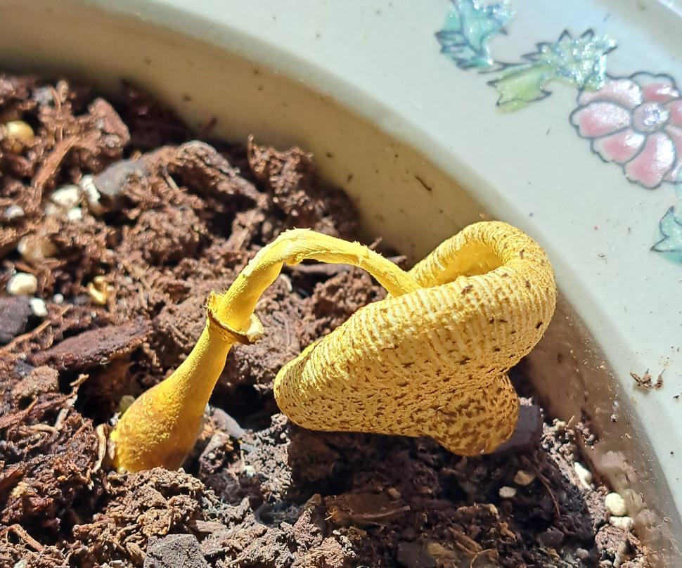 Free Stock Photo of Yellow Houseplant Mushroom Drying Out | Download Free  Images and Free Illustrations