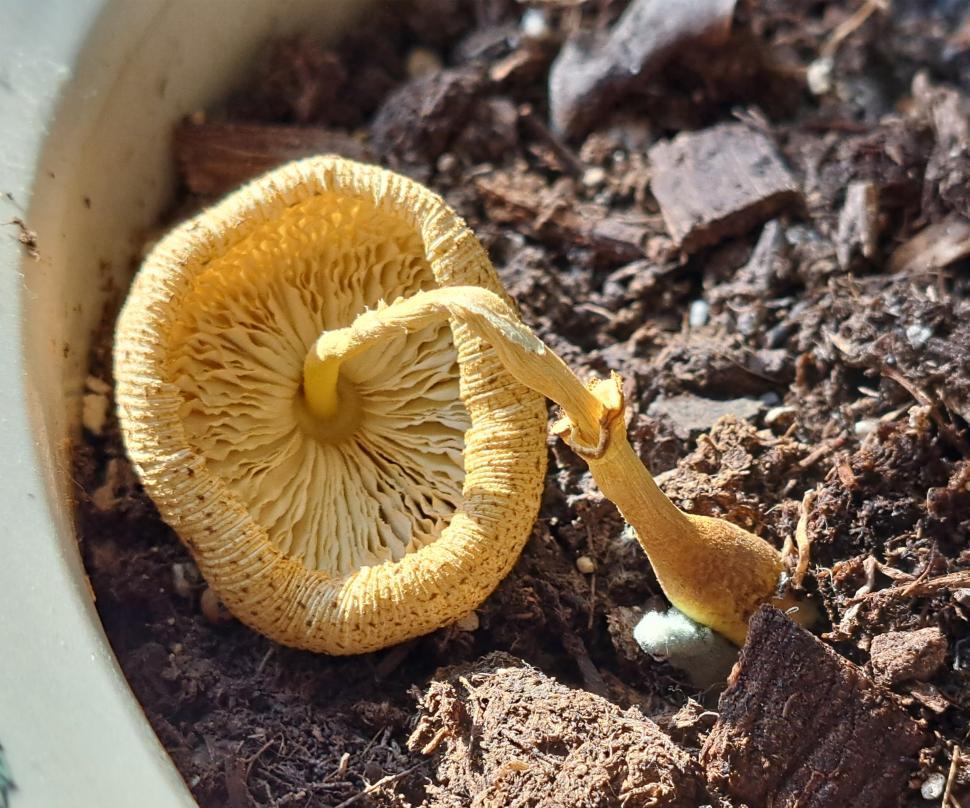 Free Image of Drying Out Yellow Houseplant Mushroom 