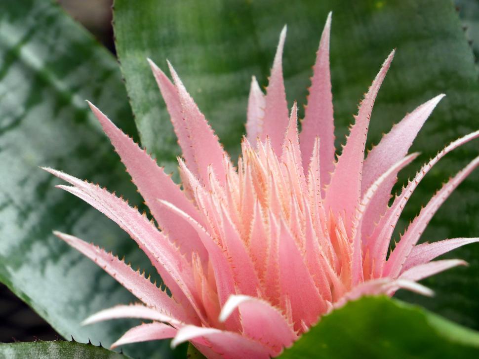 Free Image of Specimen Plant Aechmea Bromeliad 