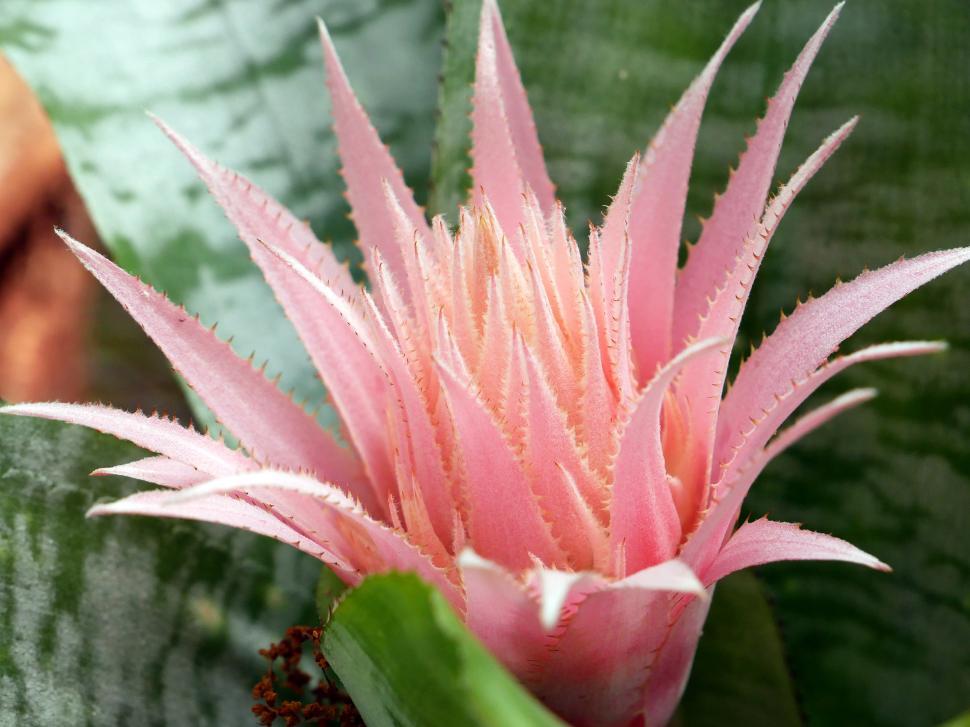 Free Image of Tropical Plant Aechmea Fasciata 