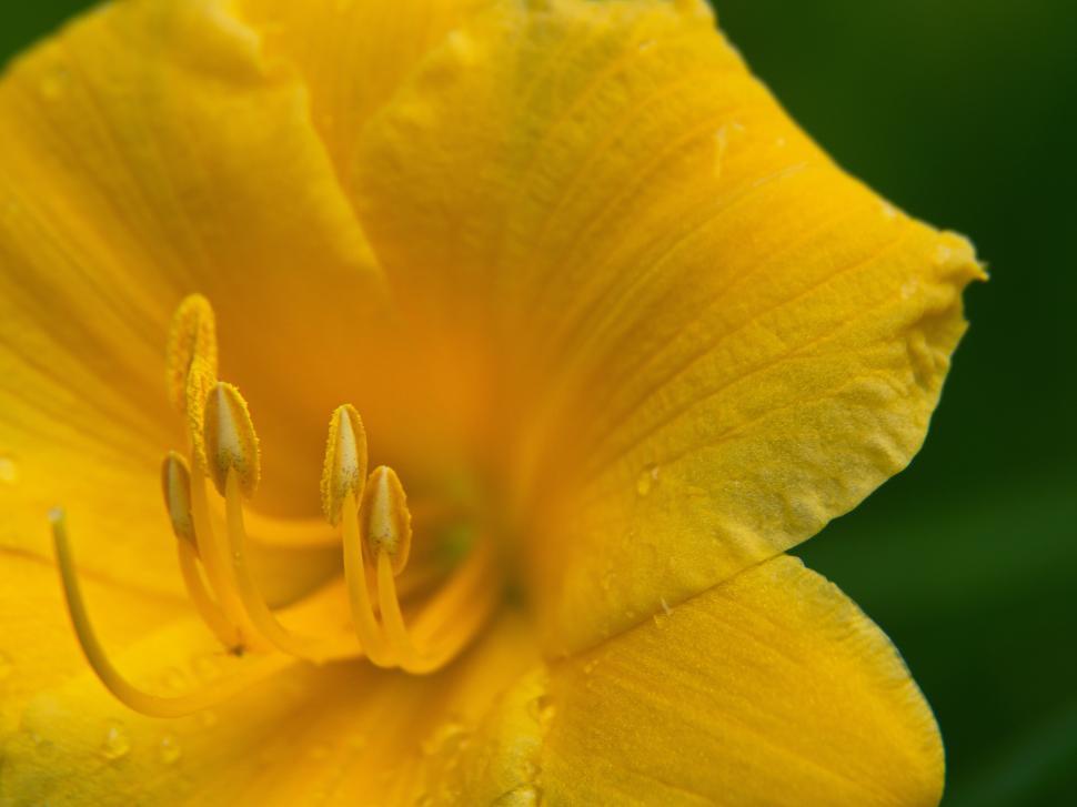 Free Image of Bright yellow flower blooming in a lush garden setting 