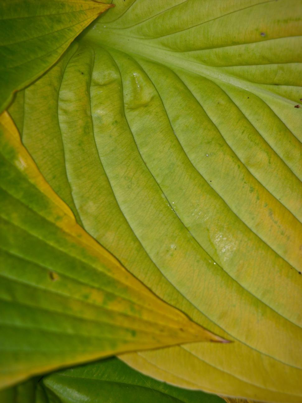 Free Image of Bright green and yellow leaves display intricate natural patterns in a garden 