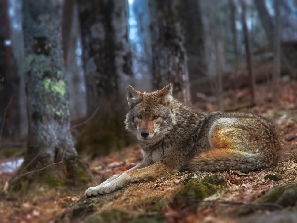 Free Image of Coyote resting on the forest floor in the early morning light 